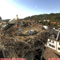 17_55-nest.jpg