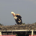 18_00-mast.jpg