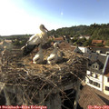 18_00-nest.jpg