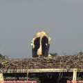 18_05-mast.jpg