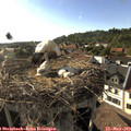 18_05-nest.jpg
