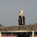 18_10-mast.jpg