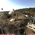 18_10-nest.jpg