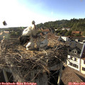 18_15-nest.jpg