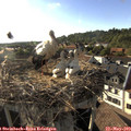 18_20-nest.jpg