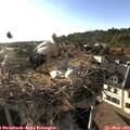 18_25-nest.jpg