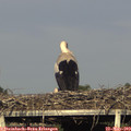 18_30-mast.jpg