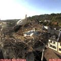 18_30-nest.jpg