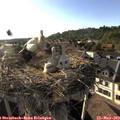 18_35-nest.jpg