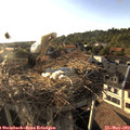 18_45-nest.jpg