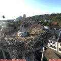 18_50-nest.jpg