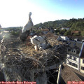 18_55-nest.jpg