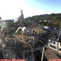 19_00-nest.jpg