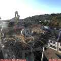 19_05-nest.jpg