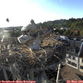 19_10-nest.jpg