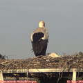 19_15-mast.jpg