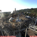 19_15-nest.jpg
