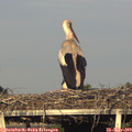 19_20-mast.jpg