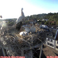 19_20-nest.jpg