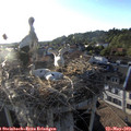 19_25-nest.jpg