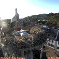 19_30-nest.jpg