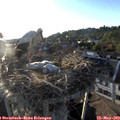 19_35-nest.jpg