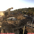 19_40-nest.jpg