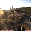 19_45-nest.jpg