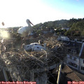 19_50-nest.jpg