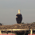 19_55-mast.jpg