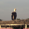 20_00-mast.jpg