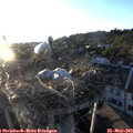 20_05-nest.jpg