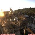 20_15-nest.jpg