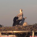 20_25-mast.jpg