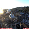 20_25-nest.jpg