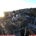20_30-nest.jpg