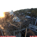 20_45-nest.jpg