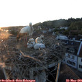 20_50-nest.jpg