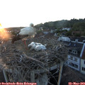 20_55-nest.jpg