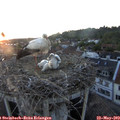 21_00-nest.jpg