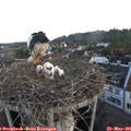 05_35-nest.jpg