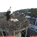 05_40-nest.jpg
