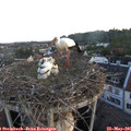 05_45-nest.jpg