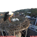 05_50-nest.jpg