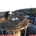 05_55-nest.jpg