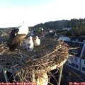 06_00-nest.jpg