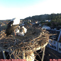 06_05-nest.jpg