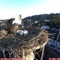 06_10-nest.jpg