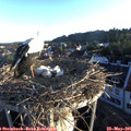 06_15-nest.jpg