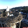 06_20-nest.jpg